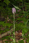 Small purple fringed orchid <BR>Lesser purple fringed orchid